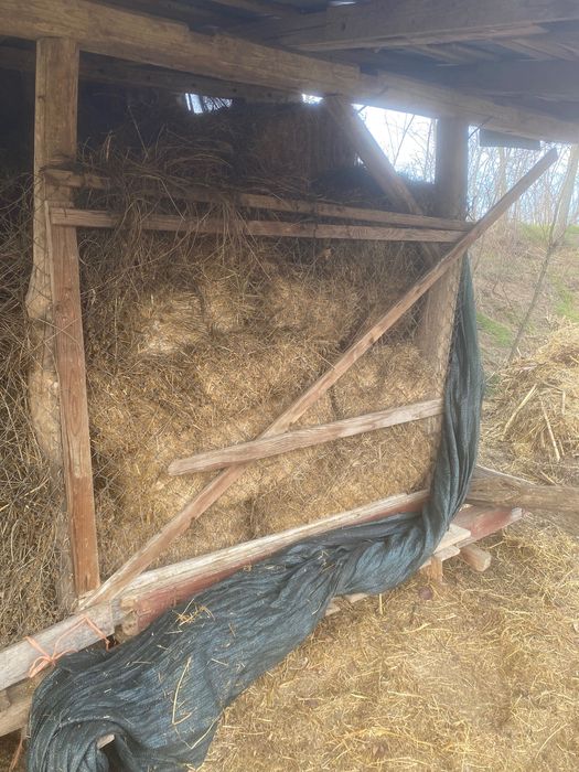 Lucerna vrac si baloti de vanzare