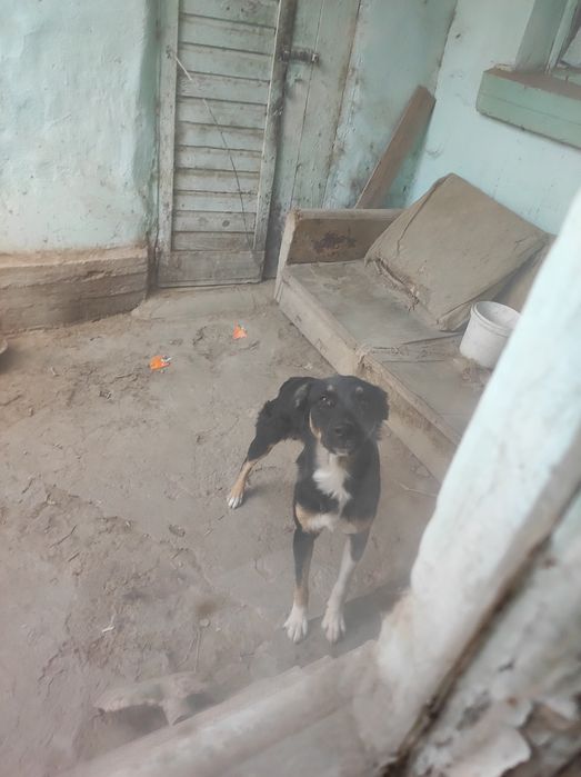 Собака в добрые руки