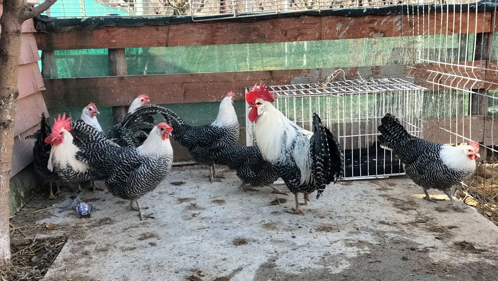 Vând familie Brakel Argintiu
