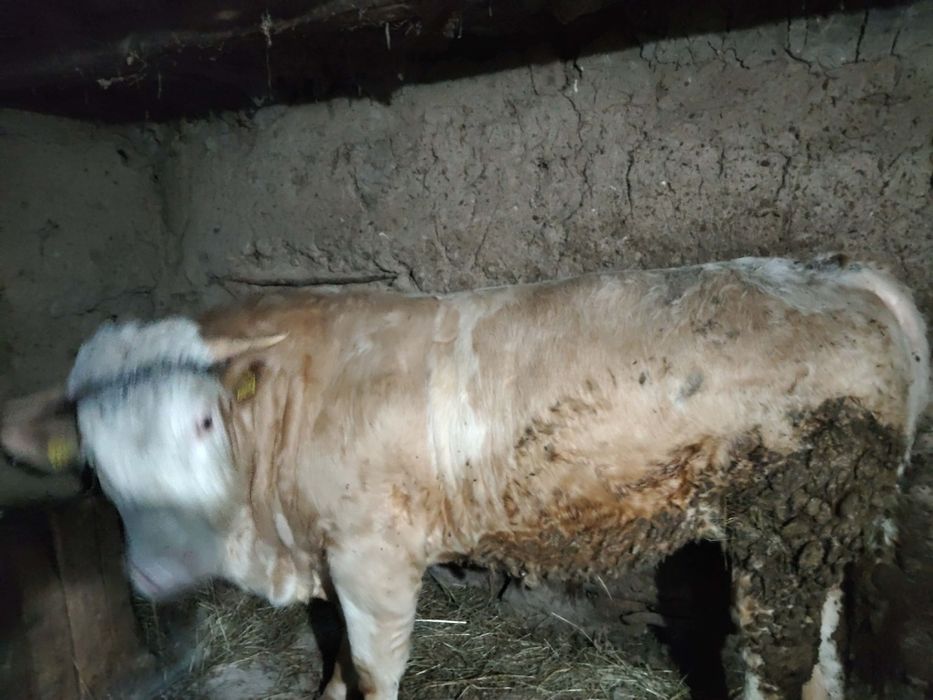 Bălțată Românească