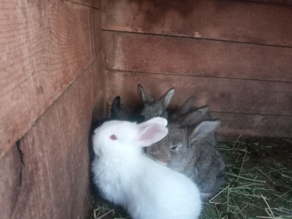 Прода  крольчат .