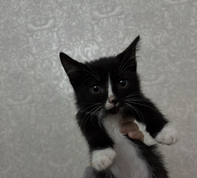 Котята ищут дом .