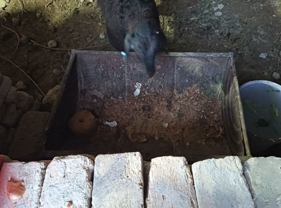 Кой мол хохир 4 дона бор