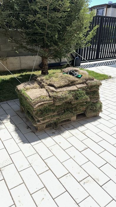 Посадка пересадка деревьев. Посев газона.