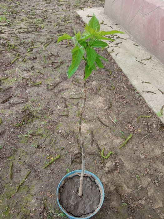 Катальпа саженец