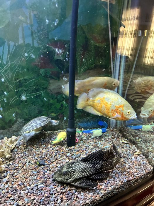 Аквариумные рыбы