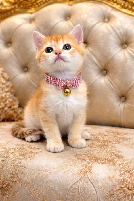 Продается ny12 шиншилла