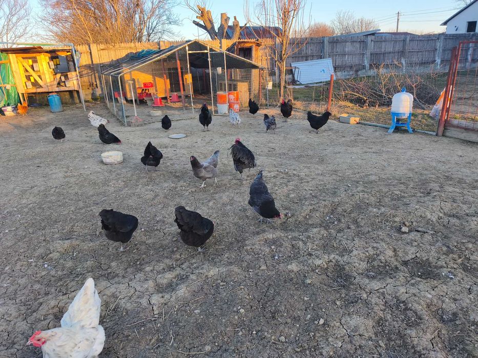 Ouă găini austrolop pentru incubator