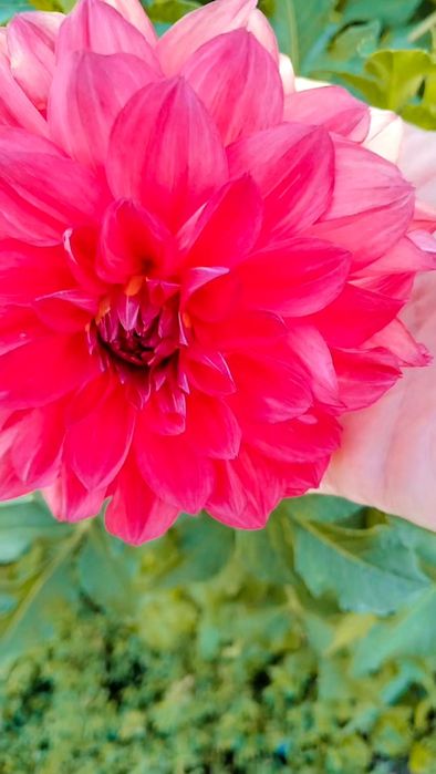 Продам луковицы Георгины