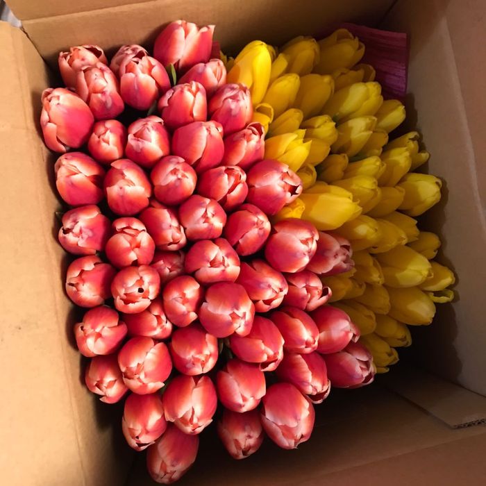 Тюльпаны крупные оптом