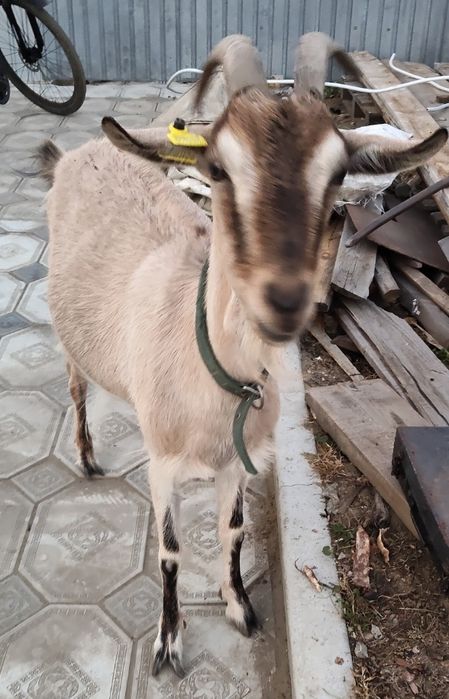 Продам молочную козочку