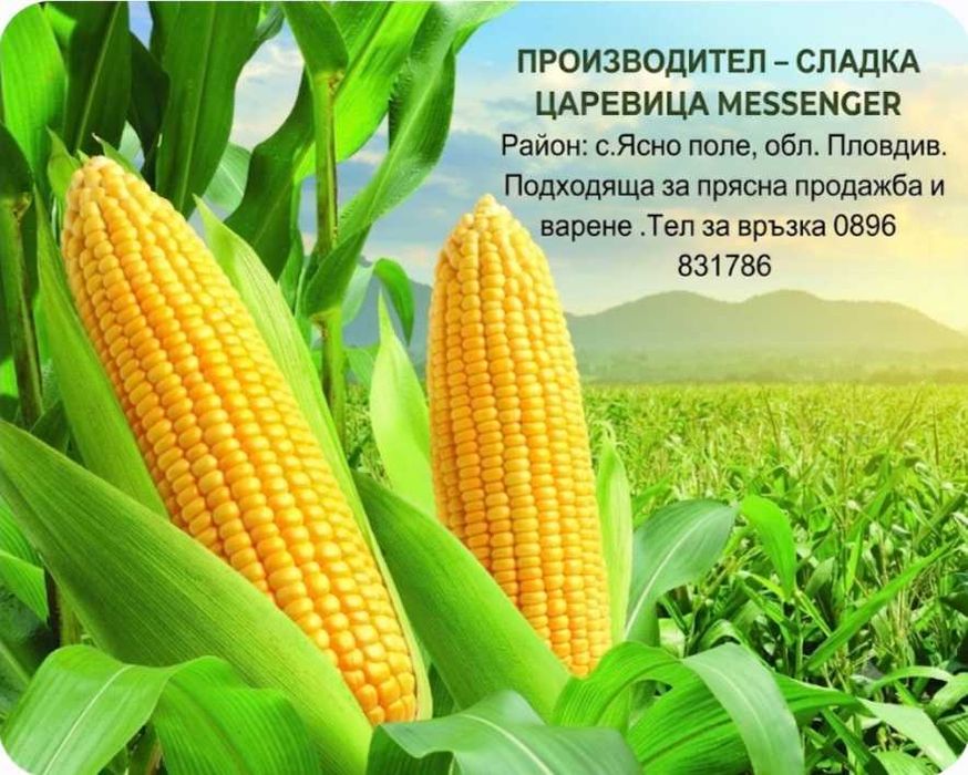 Продавам Сладка Царевица