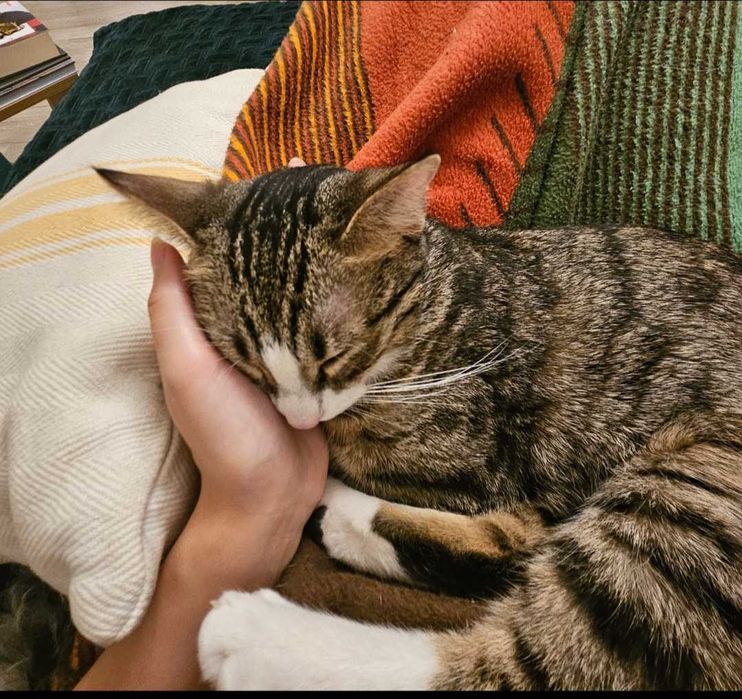 Pet Sitter București. Extra cuddles included