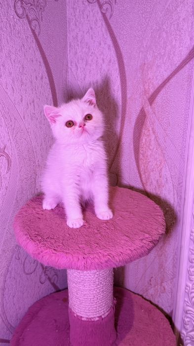 Чистокровные британские короткошерстные котята