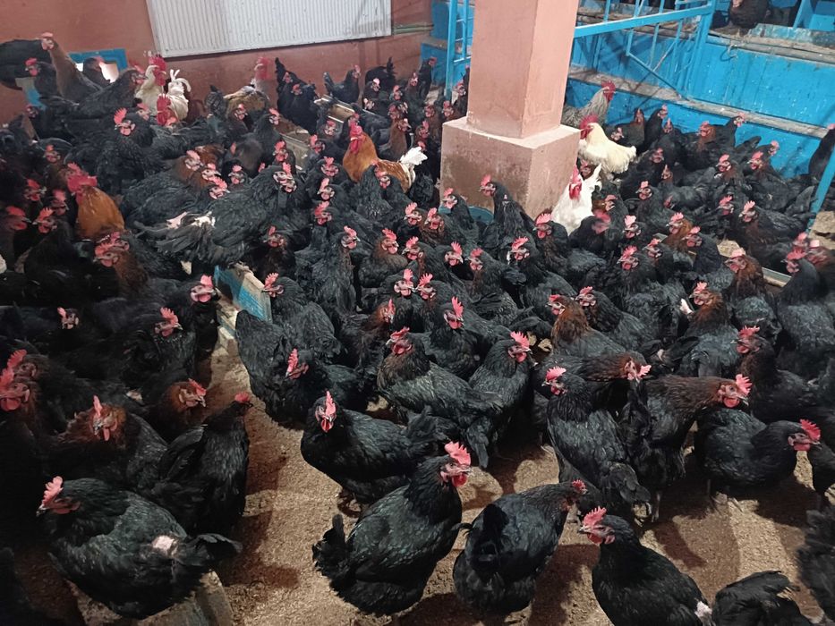 Pui de Vânzare și Servicii de Incubație Martie 2026