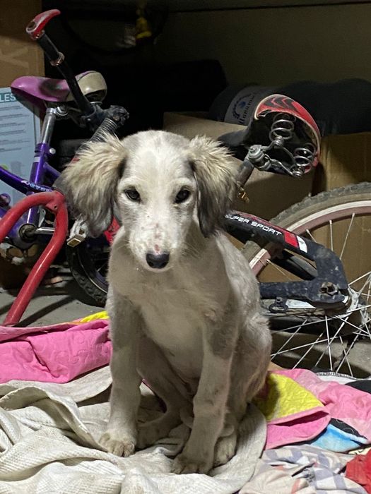 Ұрғашы тазы күшік сатылады