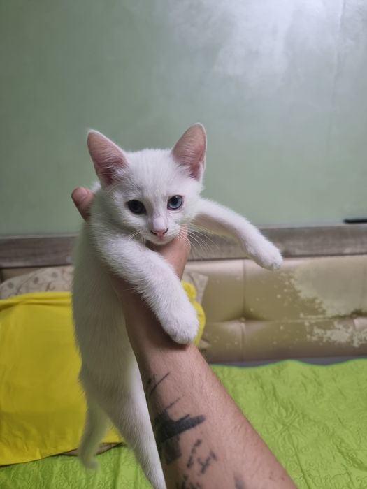 Отдам красивейших котят