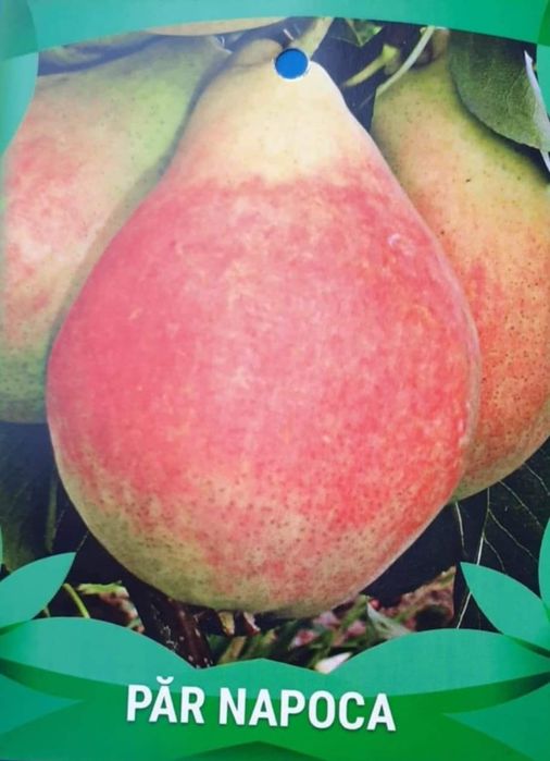 Pomi fructiferi direct de la producator