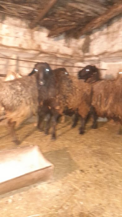 Продам 5 голов жирных баран