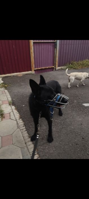 металлический намордник