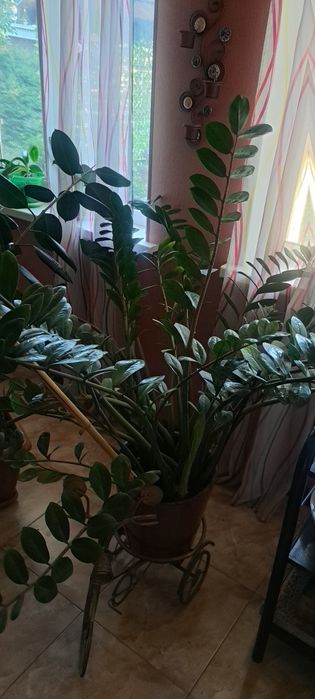 Денежное дерево большое