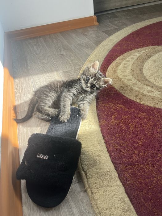Котенок мальчик