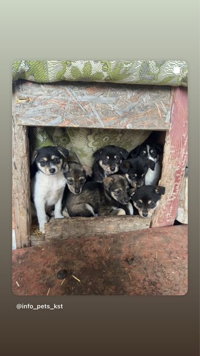 Щенки мальчики и девочки ищут дом