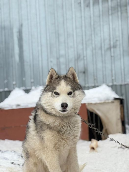 Продам щенка хаски
