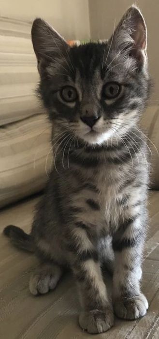 Продаю котят по 3500тг!