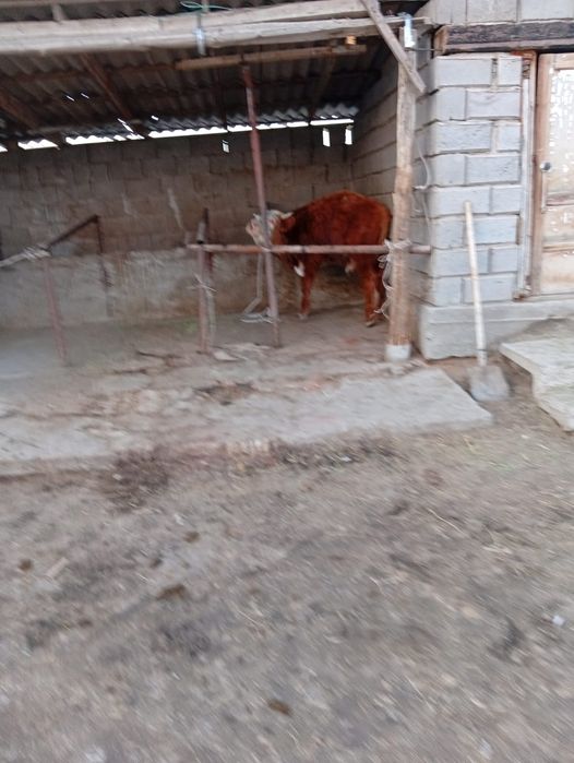 Бычок сатылады Алғада тұр