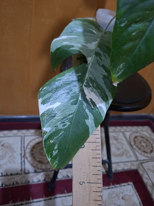 Продам цветок Эпипремнум пинатум вайт