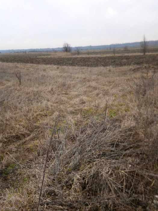 Caut serviciu de defrisare  buruieni cu o tocatoare de pe un loc 1000m2 in Dragomiresti D-t a