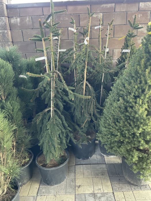 Голубые ели, сибирскеи ели, декоративные ели