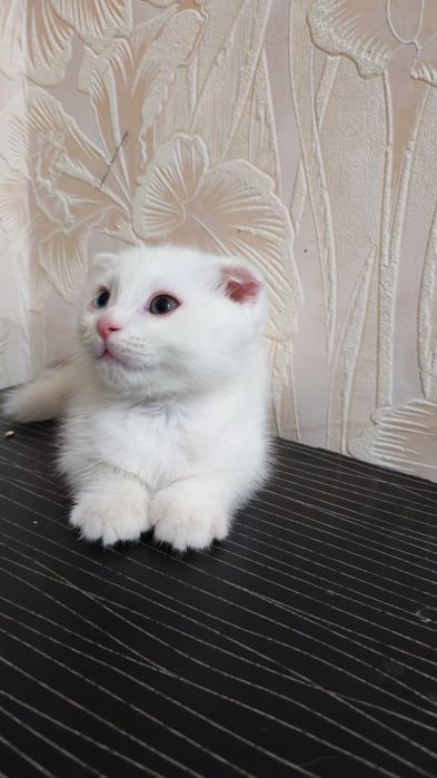 Скоттиш. Фолд. 2.ойлик. Мушук. Боласи  ақилли.