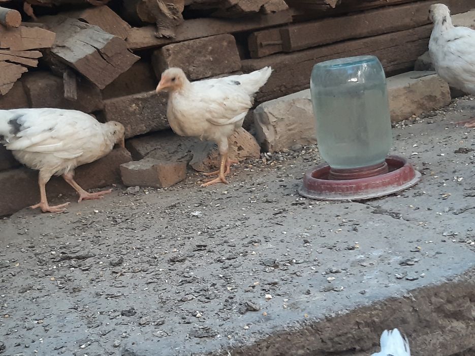 2 ярим ойлик жужалар номи  нусушка