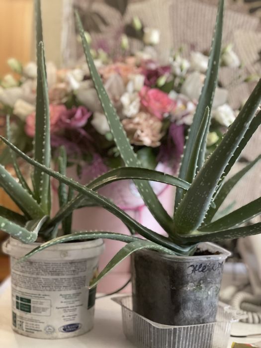 Алоэ вера продам