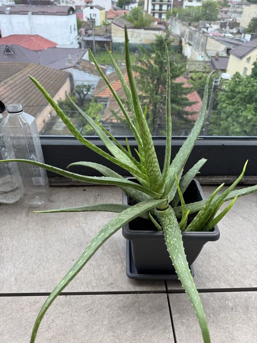 Vand aloe vera ! diferite marimi ! Flori ideal ! Floare ghiveci