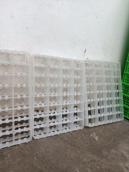 Гоз латоклари бор