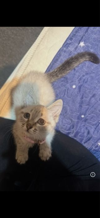 Отдам котенка в добрые руки