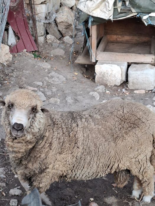 Vând berbec preț 1000 de lei