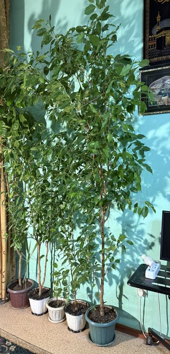 Фикус Бенджамина