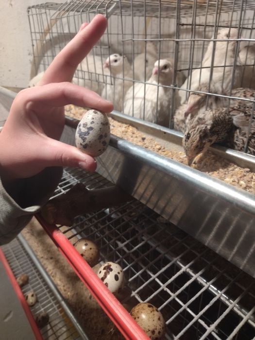 Vând ouă de prepeliță