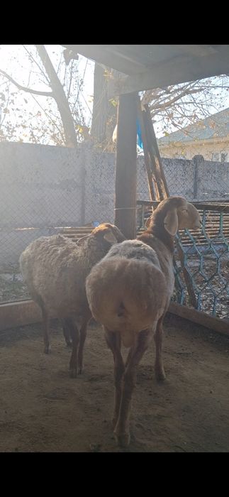 Арашан қозы сатылады