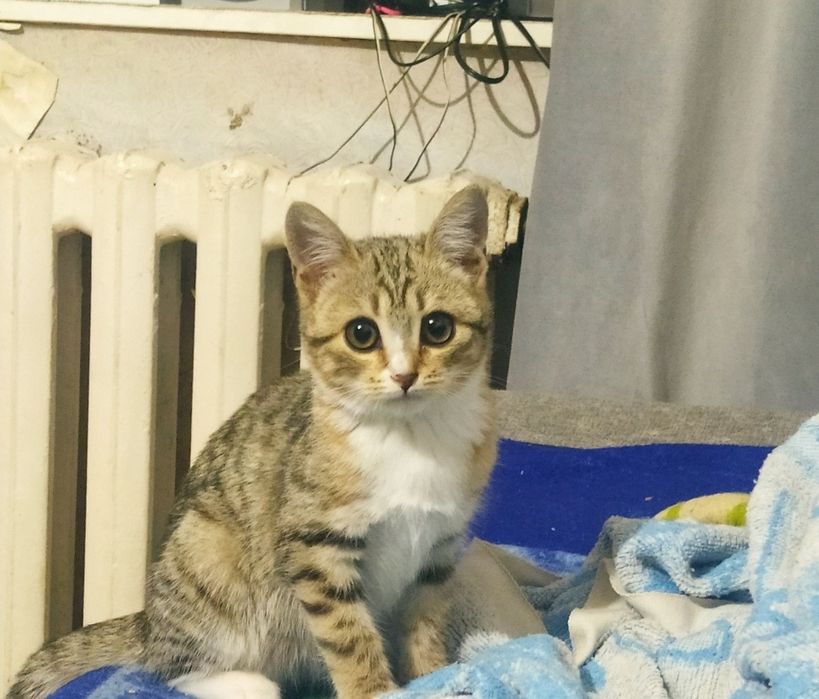 Отдам котенка. Кошечка девочка.