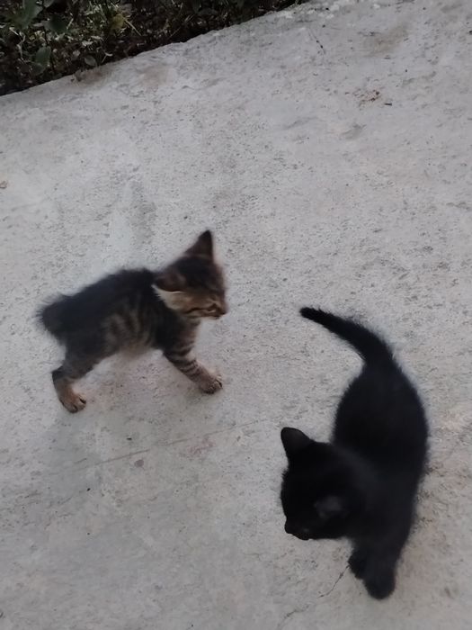 Отдам даром котята