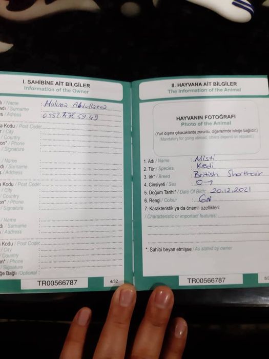 Шотландский и Британский кошки