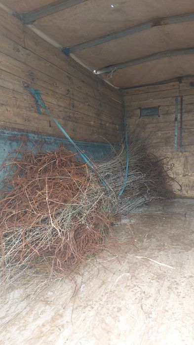 Қарағаш көшеттері