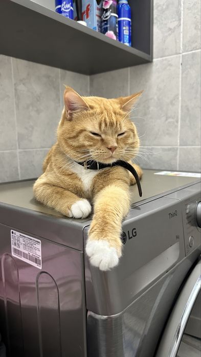 Котик в добрые руки