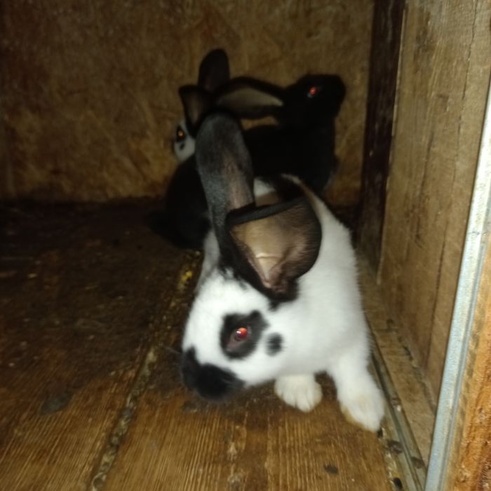 Vând iepurași fluture german diferite vârste