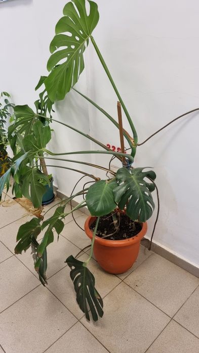 Monstera deliciosa